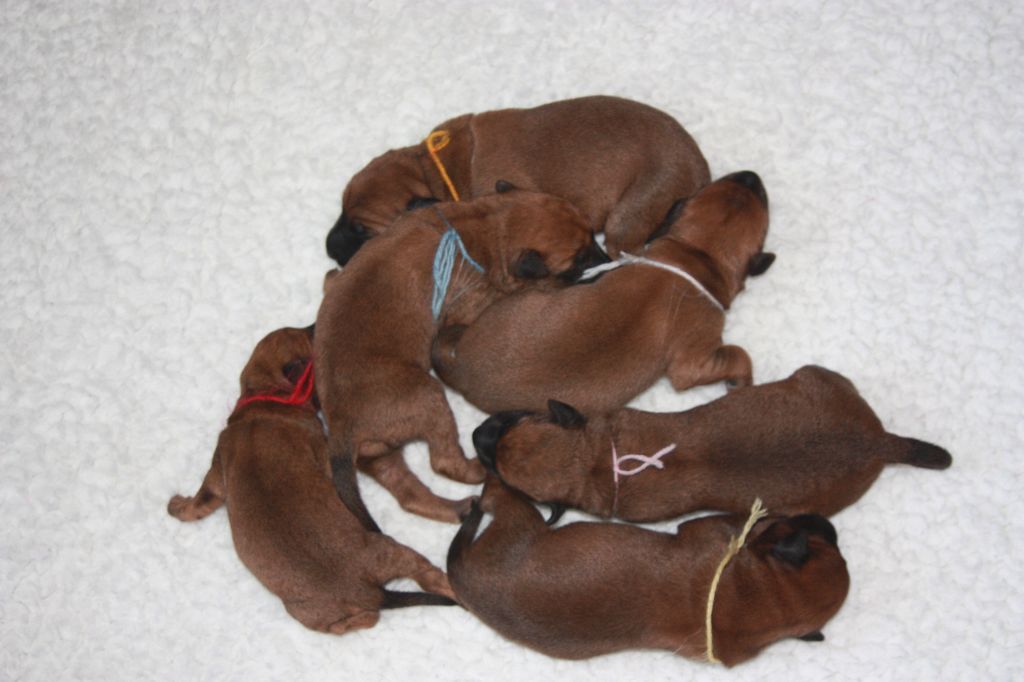 Beddy Gelert - 6 Irish Terriers sont nés le 2 septembre de Tali et Däne 