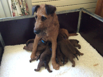 Beddy Gelert - Irish Terrier - Portée née le 05/07/2021
