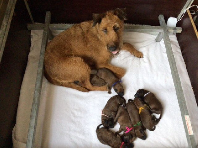 Beddy Gelert - Irish Terrier - Portée née le 28/01/2024