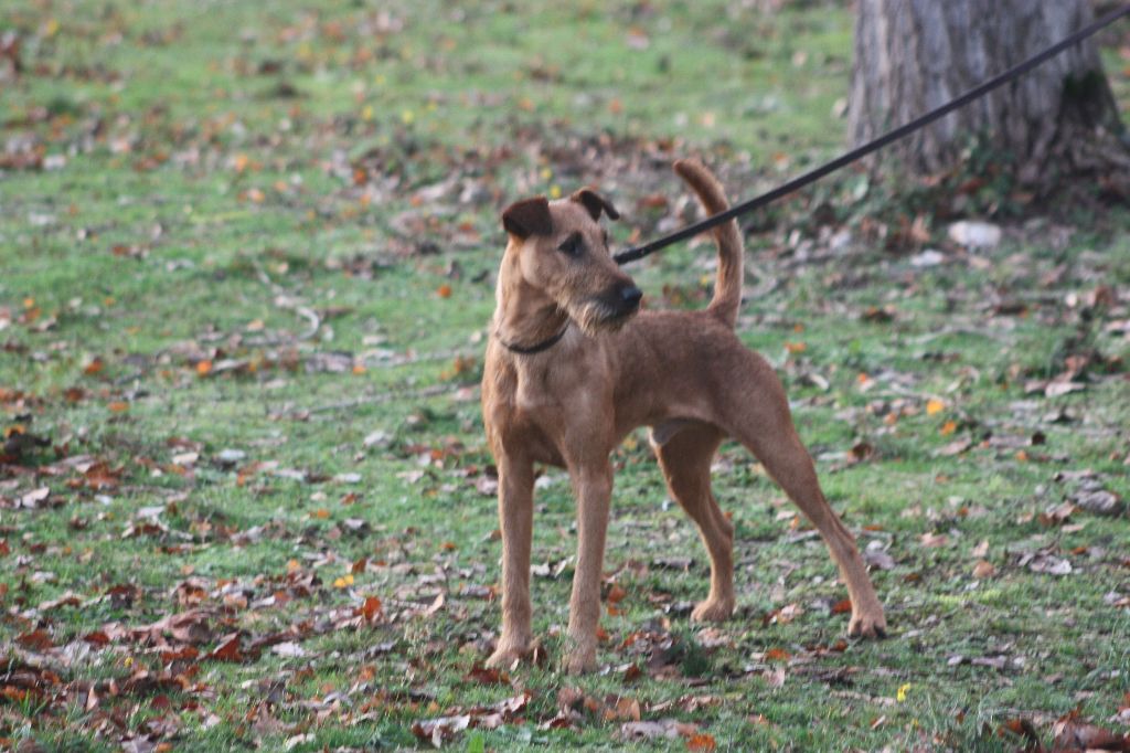 CH. Beddy Gelert Lord ludwig